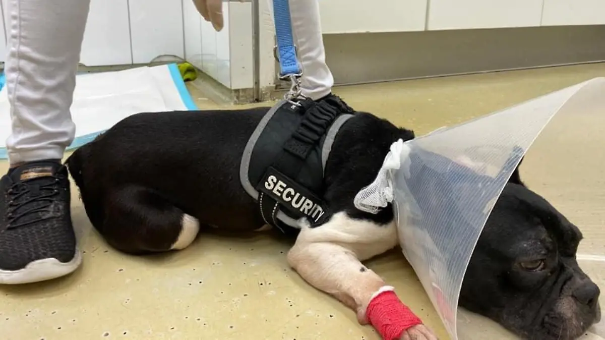 Pauline liegt in der Tierklinik