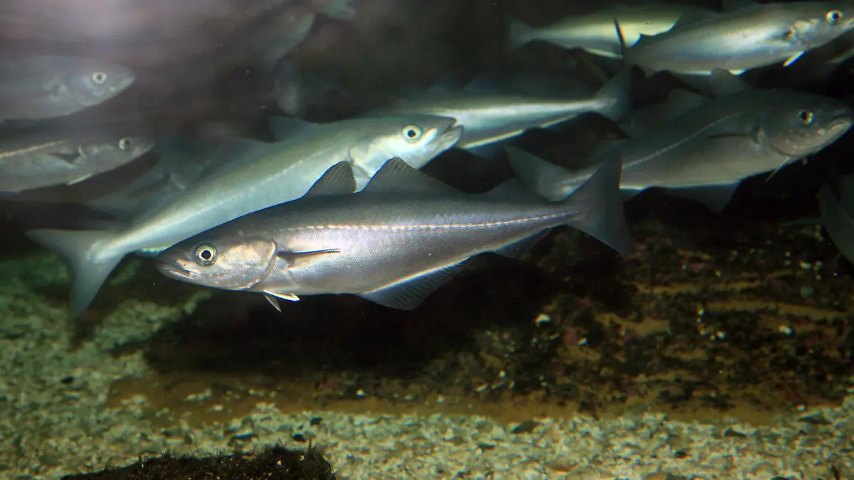 Seelachse (auch als Köhler oder Kohlfisch bezeichnet, lat.: Pollachius virens) schwimmen im Schwarm in einem Aquarium im arktischen Erlebniszentrum "Polaria" bei Tromsö. Aufnahme vom 21.01.2007. Foto: Hinrich Bäsemann +++(c) dpa - Report+++