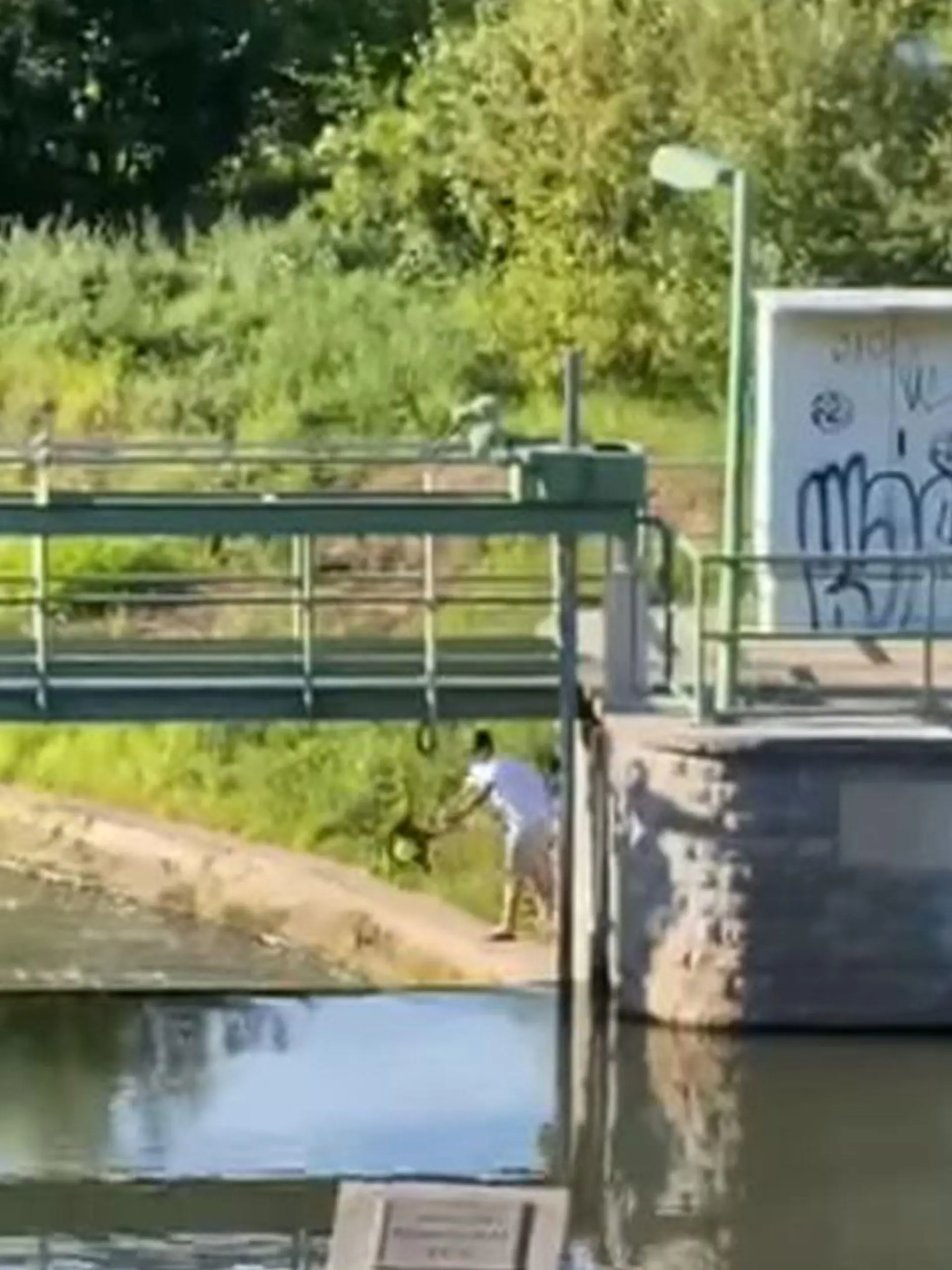 Kopfüber wirft der Mann seinen Hund in den Fluss, dokumentiert in Zeugen vor Ort.
