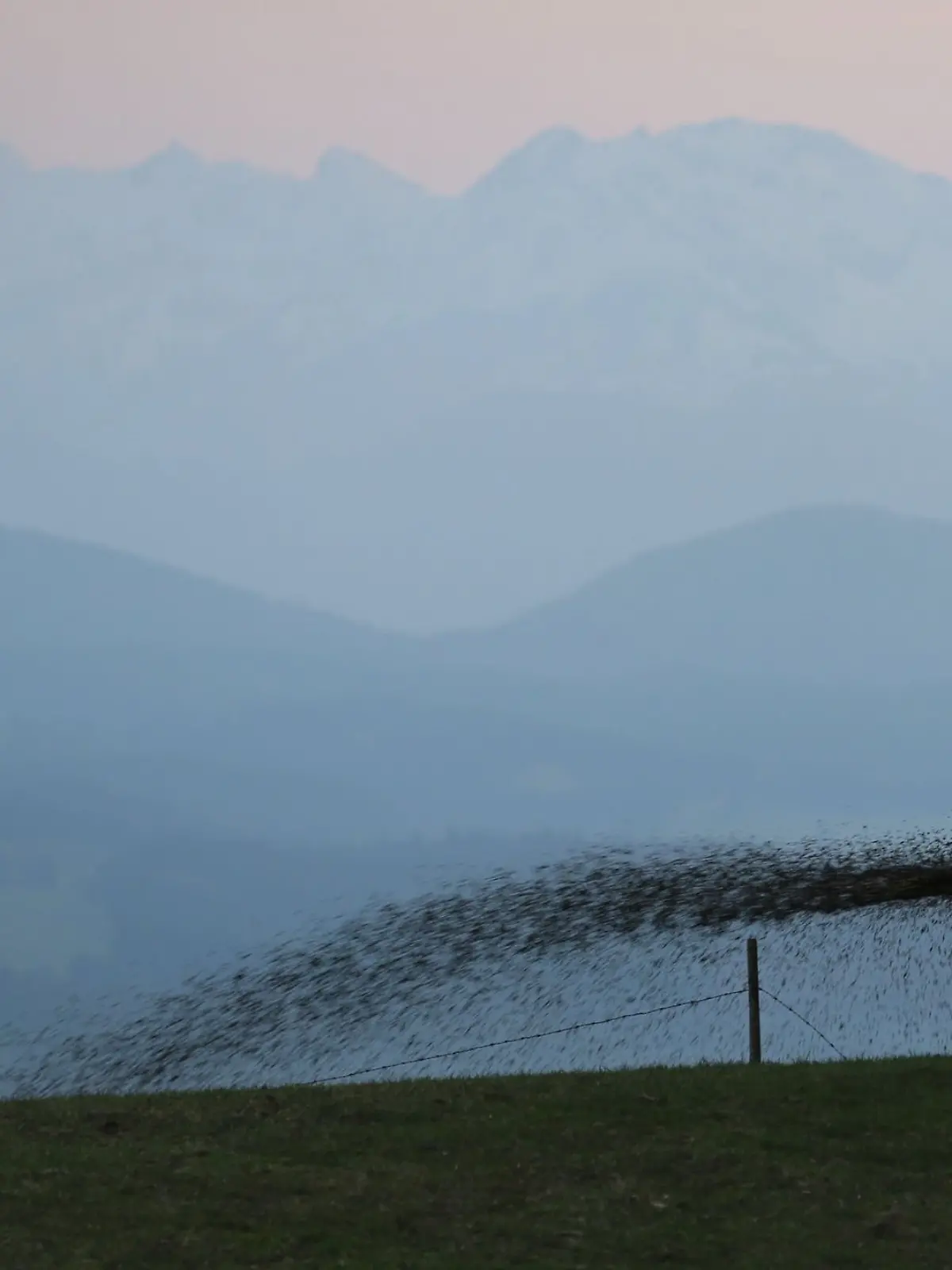 Bild zu: "Landwirt muss für Gülle im Pool haften "