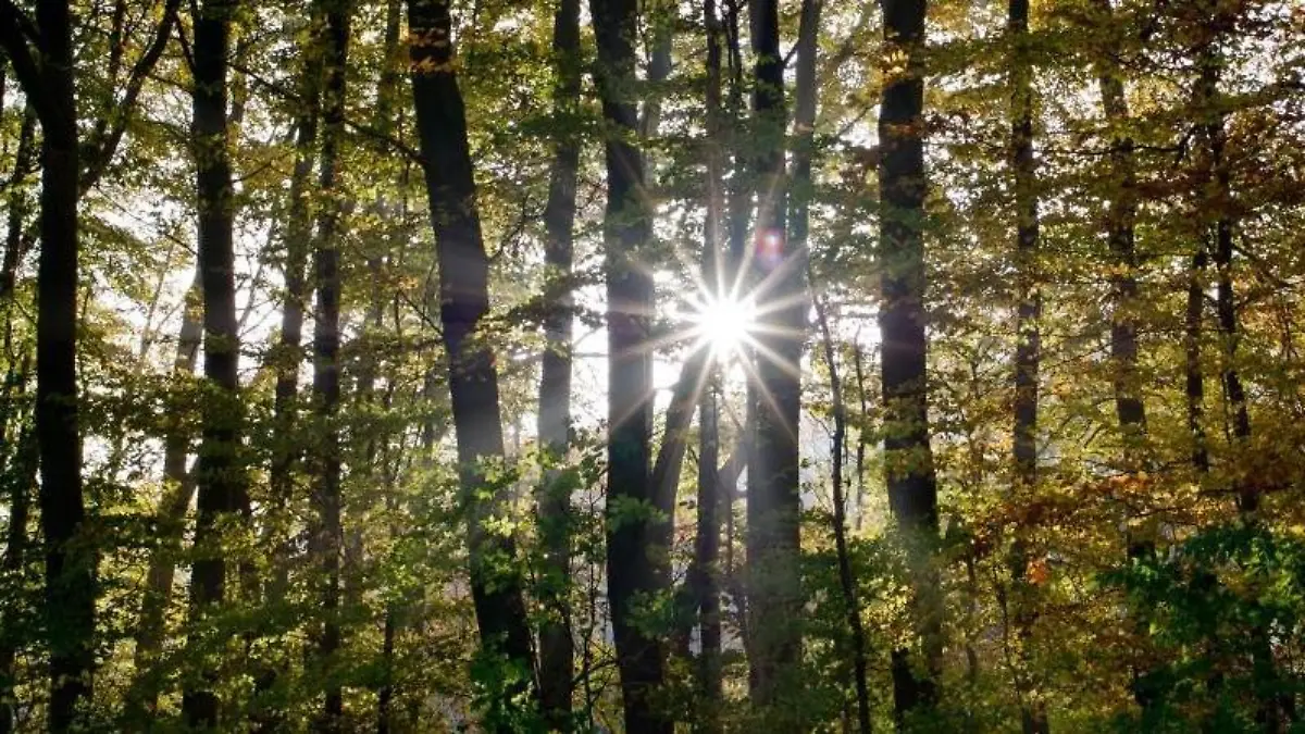 Die Sonne scheint am 11.11.2014 in Schleswig-Holstein durch einen Wald. Foto: Daniel Bockwoldt/Archiv