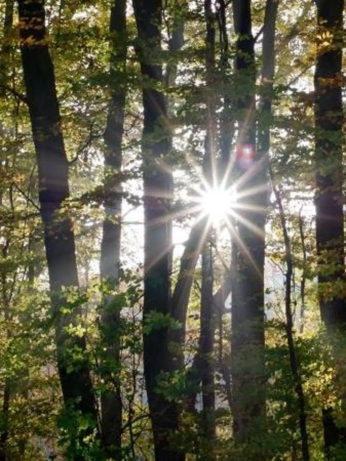 Die Sonne scheint am 11.11.2014 in Schleswig-Holstein durch einen Wald. Foto: Daniel Bockwoldt/Archiv