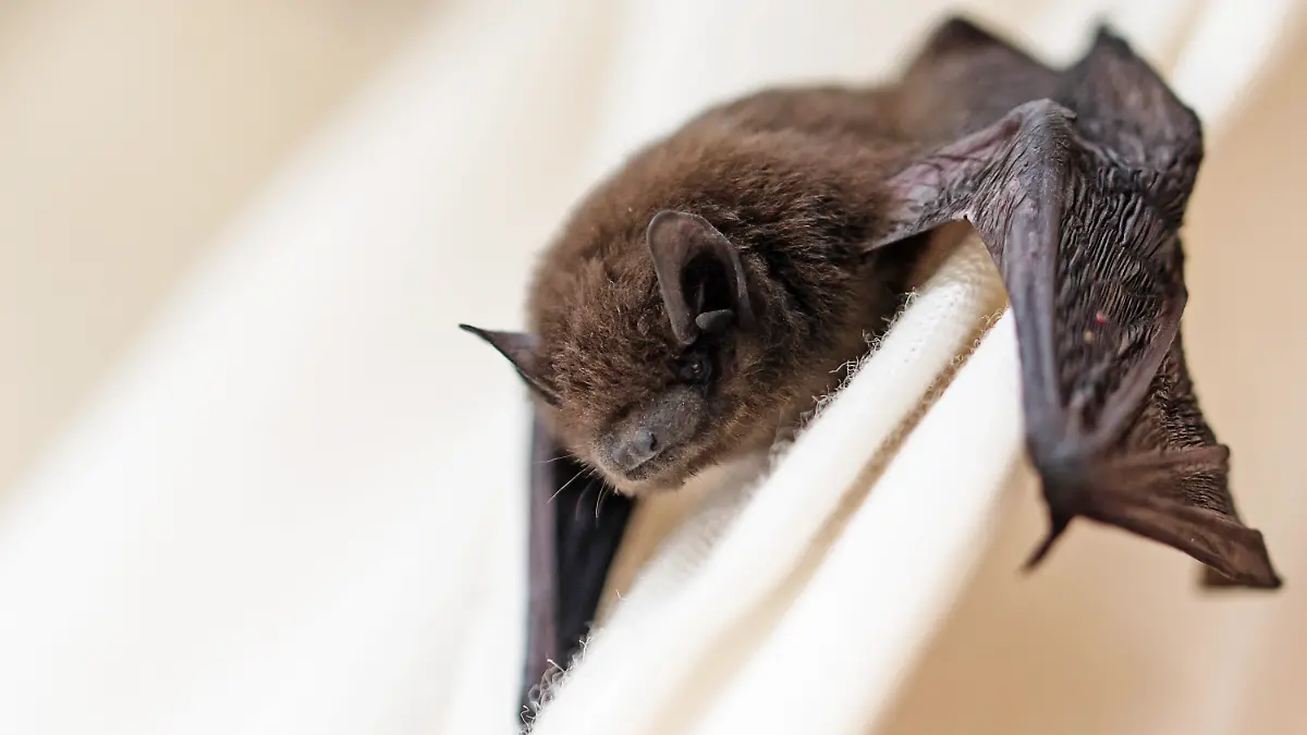 common pipistrelle (Pipistrellus pipistrellus) a small bat has strayed into the room and climbs on a white curtain, closeup with copy space, selected focus, narrow depth of field