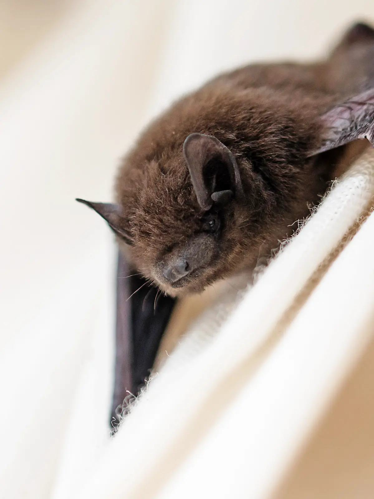 common pipistrelle (Pipistrellus pipistrellus) a small bat has strayed into the room and climbs on a white curtain, closeup with copy space, selected focus, narrow depth of field