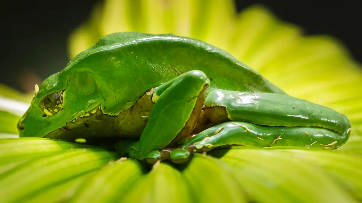 Riesenmakifrosch, Riesengreiffrosch (Phyllomedusa bicolor), captive, Vorkommen Südamerika