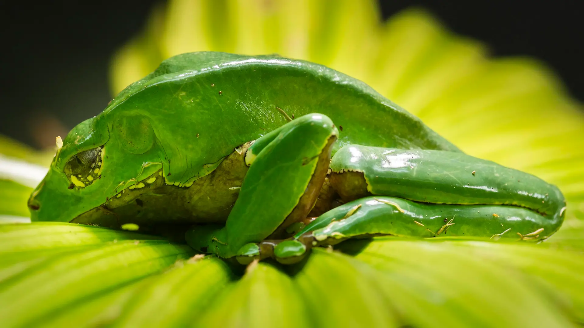 Riesenmakifrosch, Riesengreiffrosch (Phyllomedusa bicolor), captive, Vorkommen Südamerika