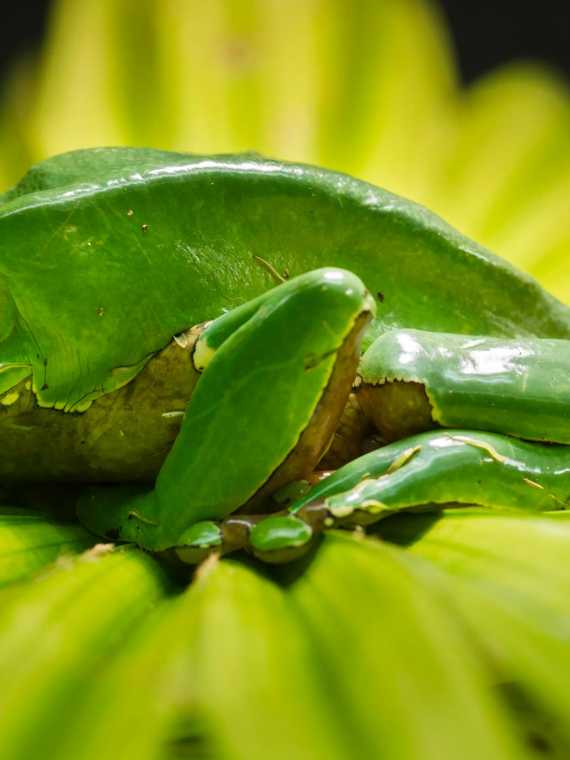Riesenmakifrosch, Riesengreiffrosch (Phyllomedusa bicolor), captive, Vorkommen Südamerika