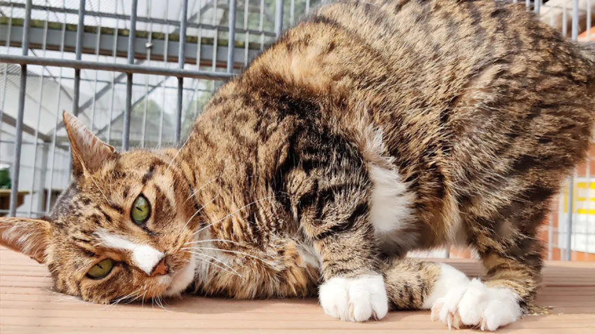 Kater Gunnar ist sehr verschmust.