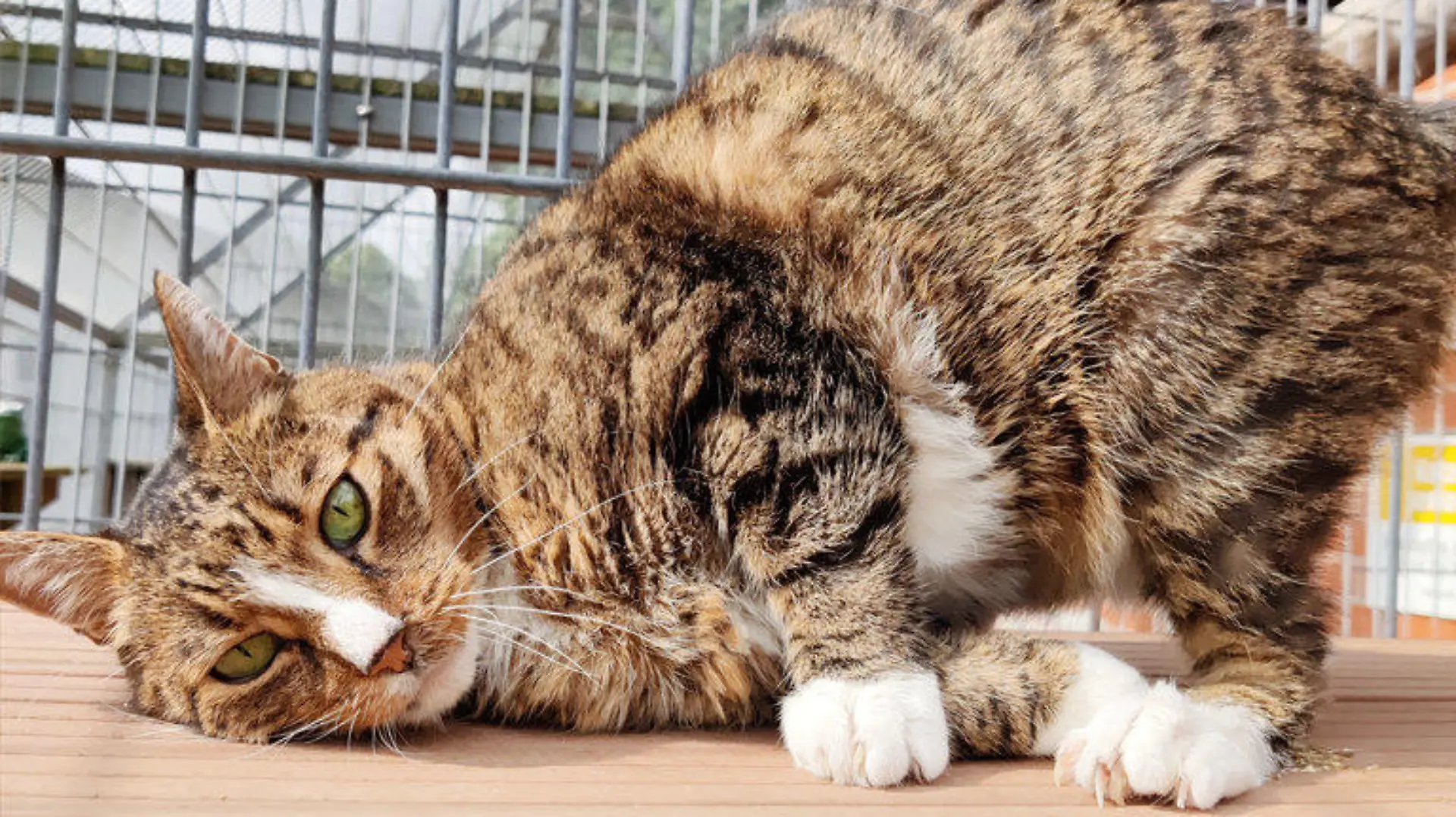 Kater Gunnar ist sehr verschmust.