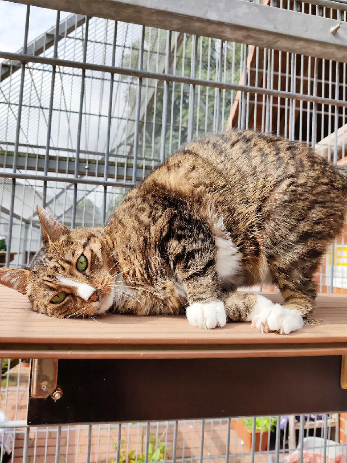 Kater Gunnar ist sehr verschmust.
