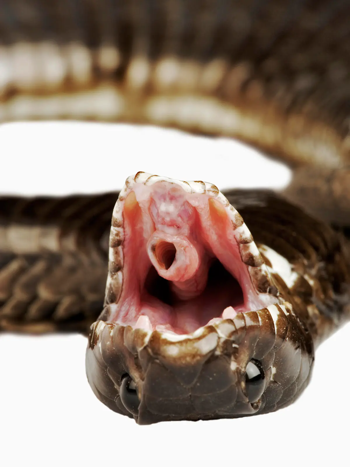 ZAF, 2005: Suedafrikanische Speikobra, Ringhalskobra (Hemachatus haemachatus, Haemachatus haemachatus) stellt sich bei Gefahr tot, Freisteller. [en] Ringhals, Ring-necked Spitting Cobra. (Hemachatus haemachatus, Haemachatus haemachatus), faking death by turning over, going totally limp and opening the muzzle, studio picture. | ZAF, 2005: Ringhals, Ring-necked Spitting Cobra. (Hemachatus haemachatus, Haemachatus haemachatus), faking death by turning over, going totally limp and opening the muzzle, studio picture.