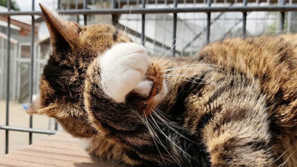 Gunnar lief ständig die Nase.