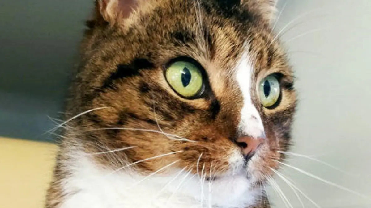 Mittlerweile ist der Kater eine echte Erscheinung.