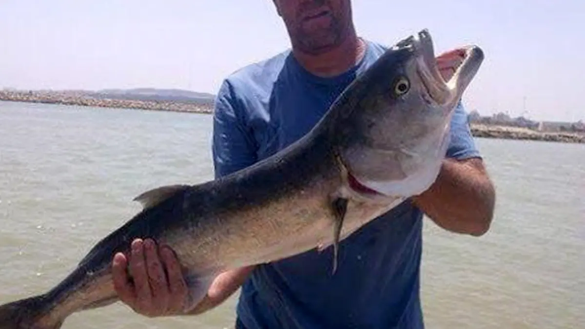SONDERKONDITIONEN: Satzpreis! Ab ins Krankenhaus: Frau wird von einem aggressiven 1,2 Meter langen Fisch an der Costa Blanca gebissen 

A WOMAN has been taken to hospital after being bitten by a fish on a Costa Blanca beach blamed for a number of previous attacks on tourists.
This pic:Fish similar to the one that bit the woman
