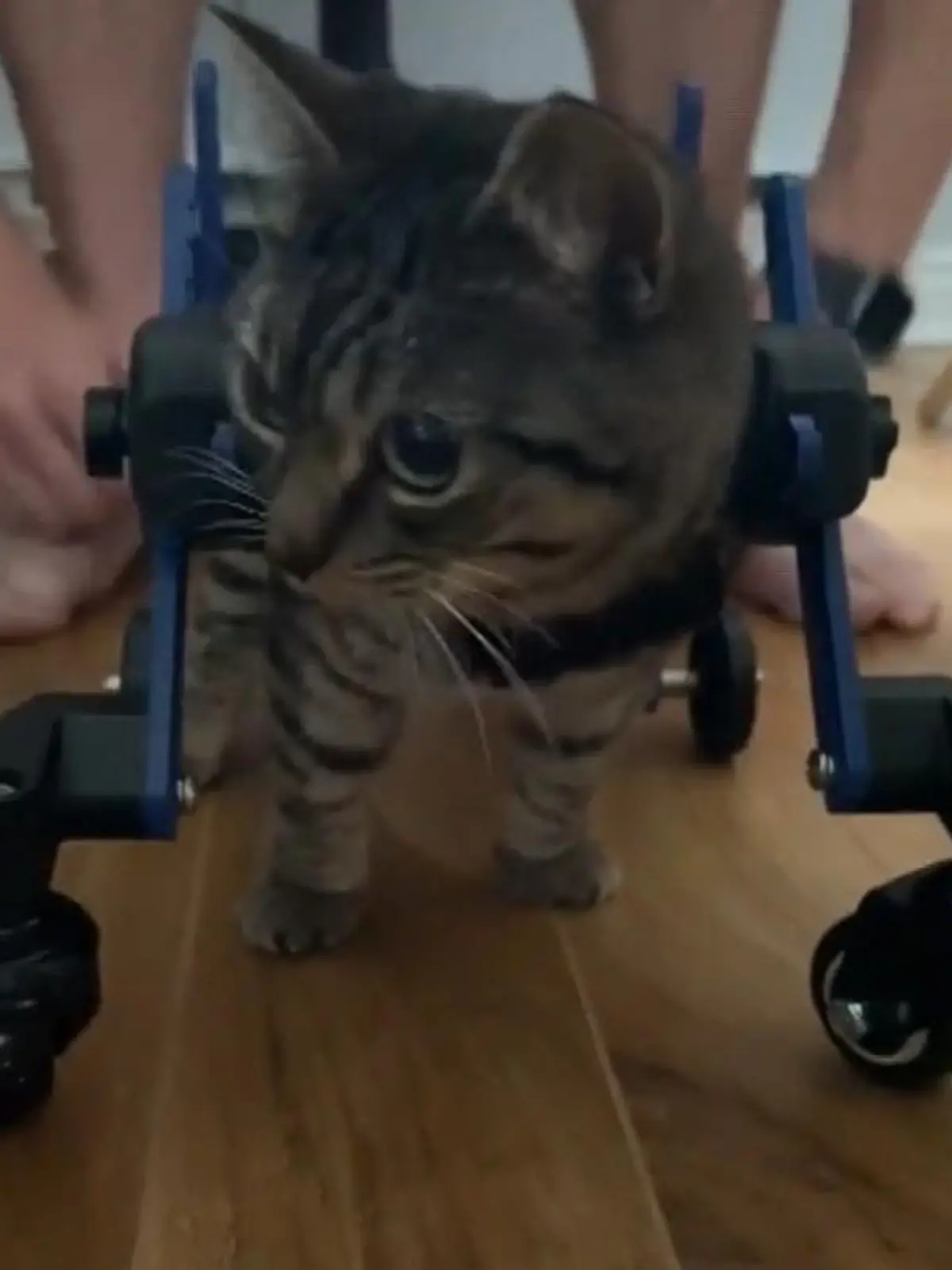 Bild zu: "Koby hat das "Wackelkatzen-Syndrom""