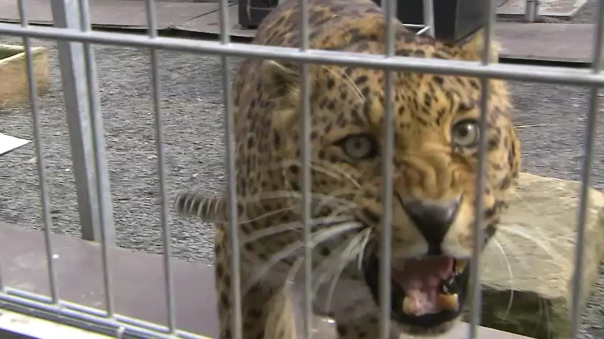 RTL-Reporter haben im April die Leoparden Troja und Paris besucht. (Archivbild)