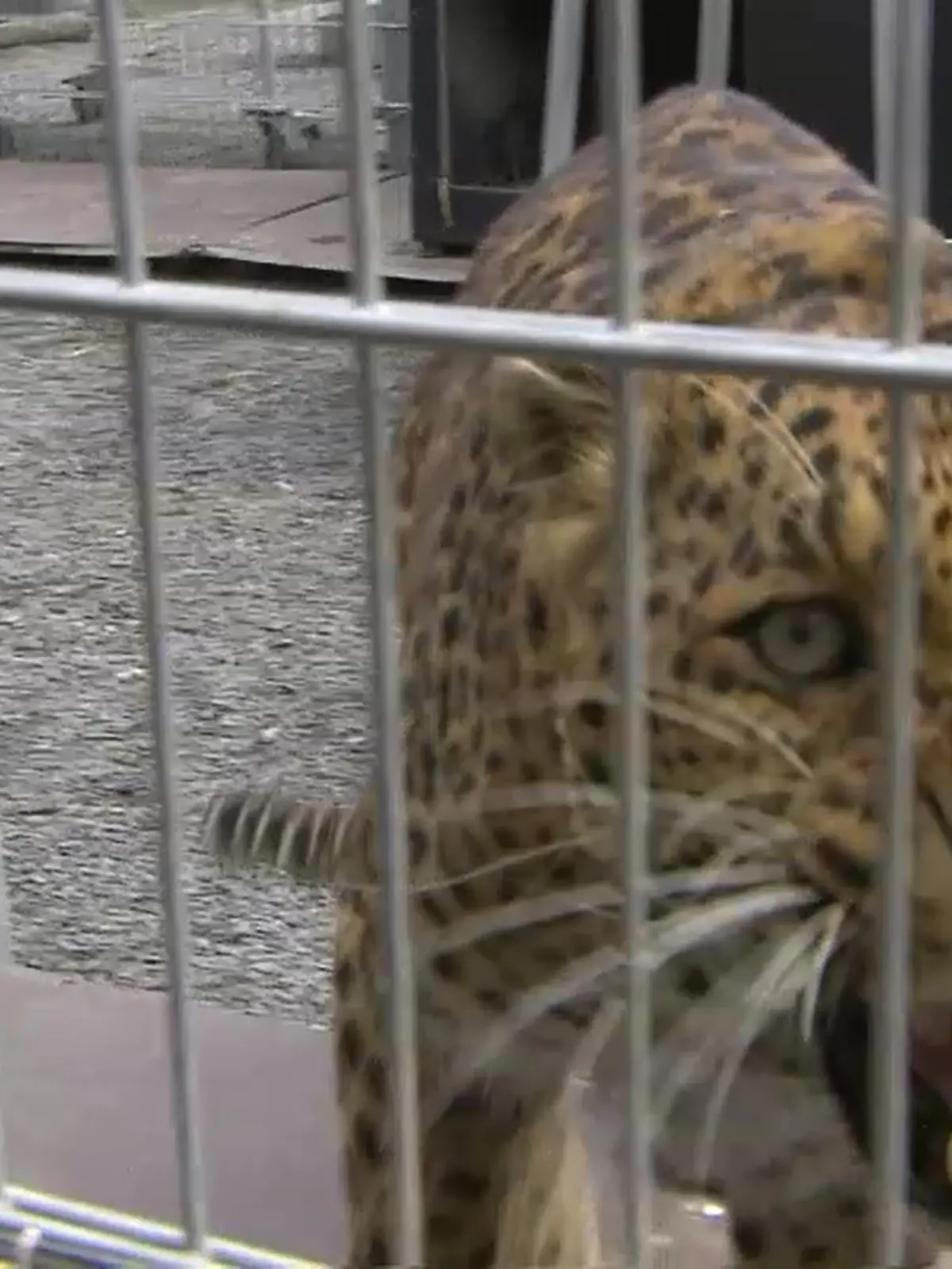 RTL-Reporter haben im April die Leoparden Troja und Paris besucht. (Archivbild)