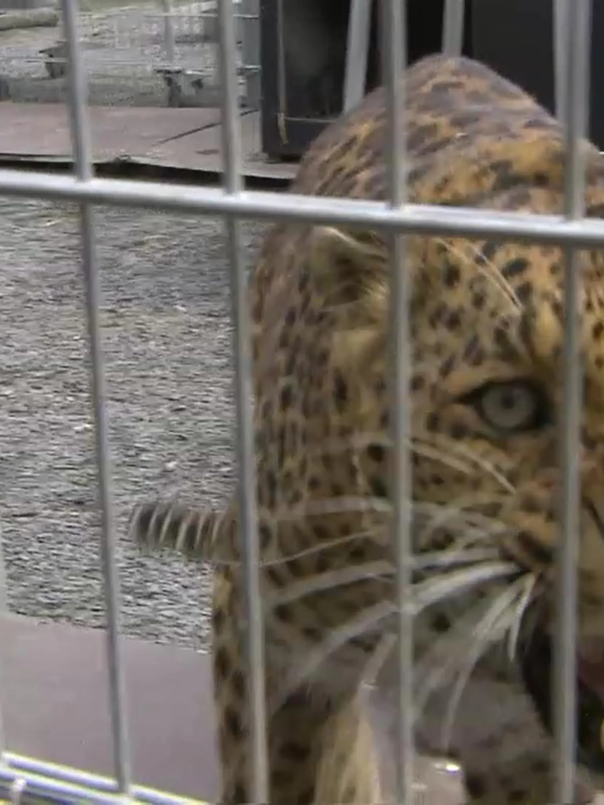 RTL-Reporter haben im April die Leoparden Troja und Paris besucht. (Archivbild)