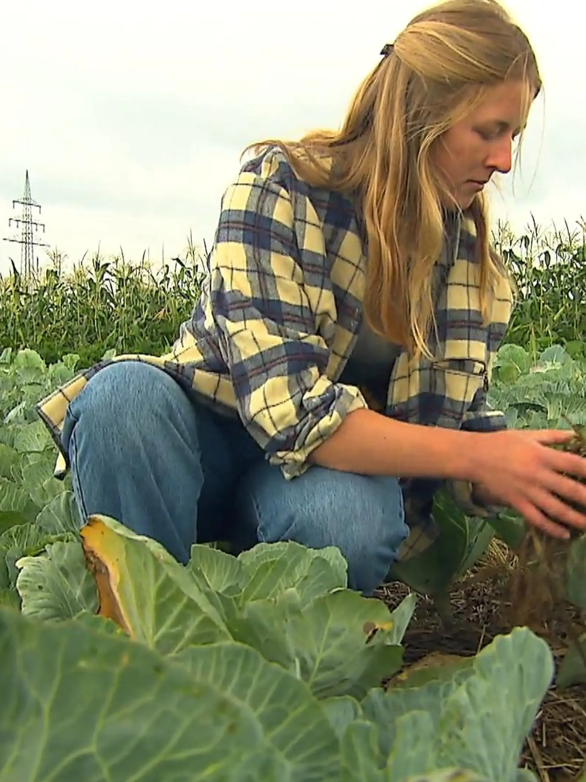 Kein Gießen mehr nötig, kein Unkraut mehr auf den Feldern – das klingt wie ein Traum für alle Landwirte. Ob der bald in Erfüllung geht, soll ein Projekt der Universität Gießen herausfinden. Welches Material den klassischen Gemüsebau revolutionieren könnte – im Video!