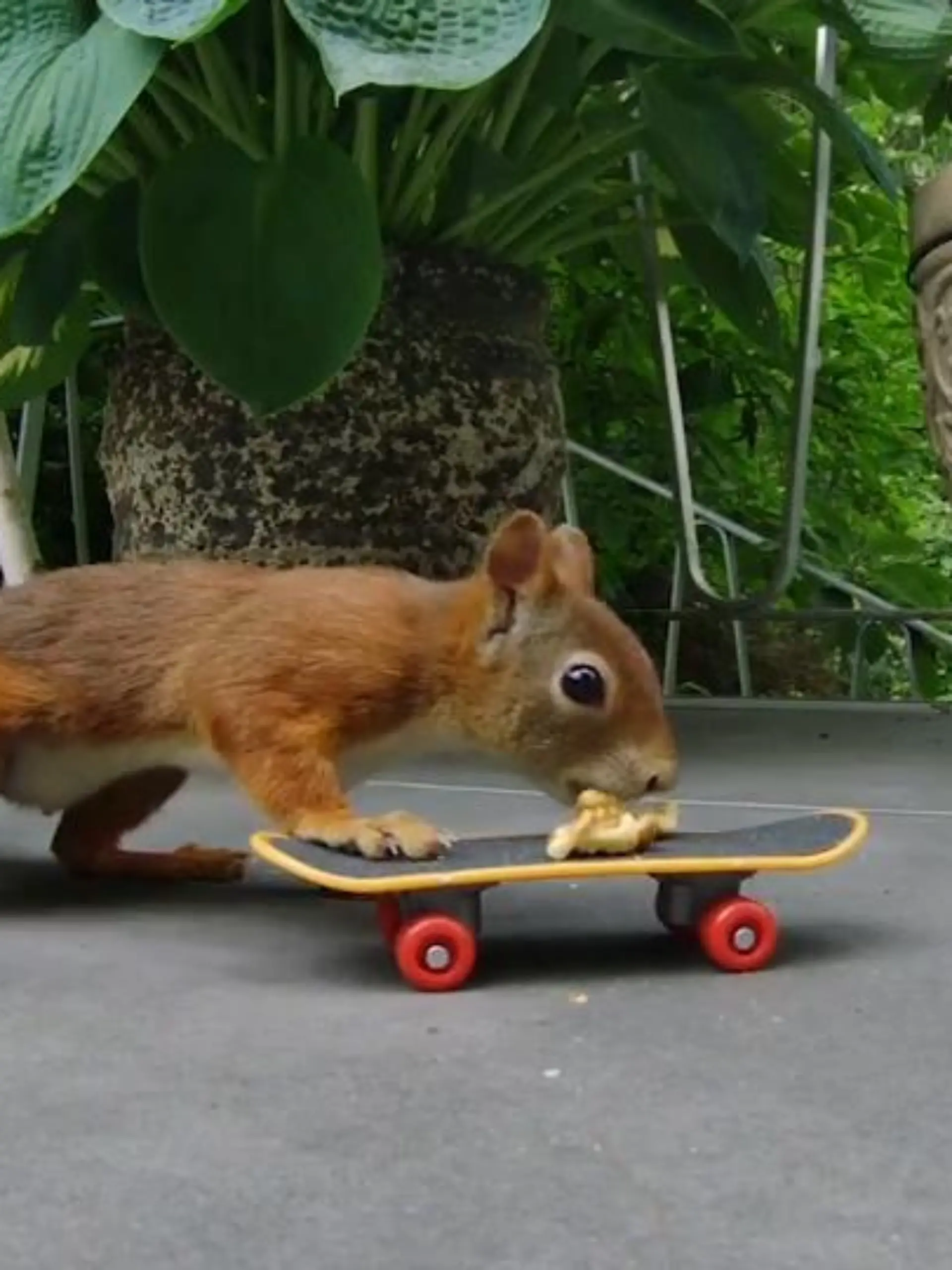 Wer dachte, dass Alpakas oder Katzenbabys nach wie vor die absoluten Social Media-Kings sind, der hat die letzten Monate unter einem Stein gelebt: Eichhörnchen sind neuerdings die heimlichen Stars in den sozialen Netzwerken. Einer, der den Hype erkannt hat, ist der Frankfurter Michelangelo Stivala. Auf seinem Instagram-Account „Eichhörnchen Crew“ setzt er die putzigen Nager gekonnt in Szene.