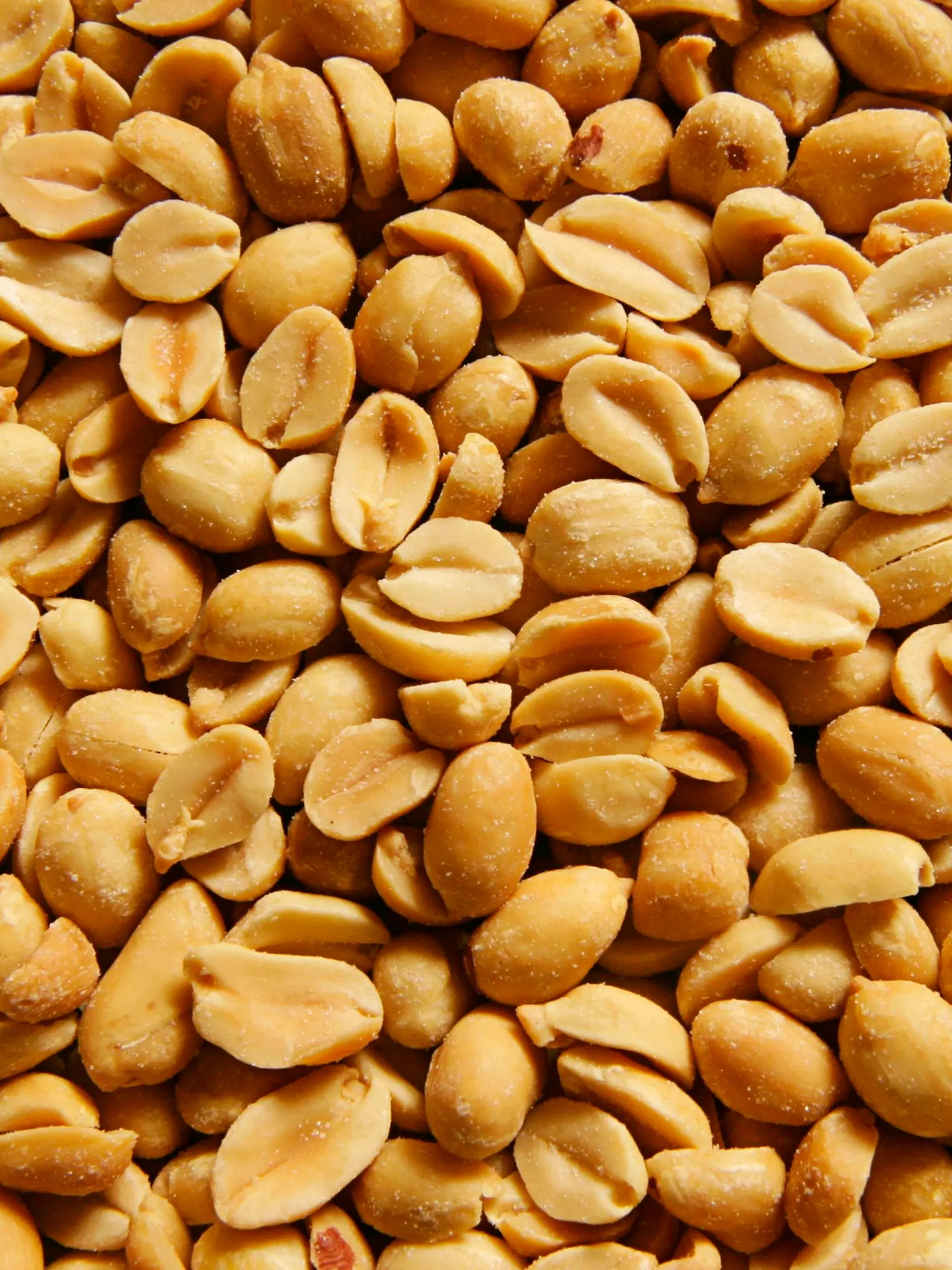 Erdnuss, Erd-Nuss, Aschantinuss, Arachisnuss, Kamerunnuss (Arachis hypogaea), gesalzene Erdnuesse | ground-nut, peanut (Arachis hypogaea), salted peanuts