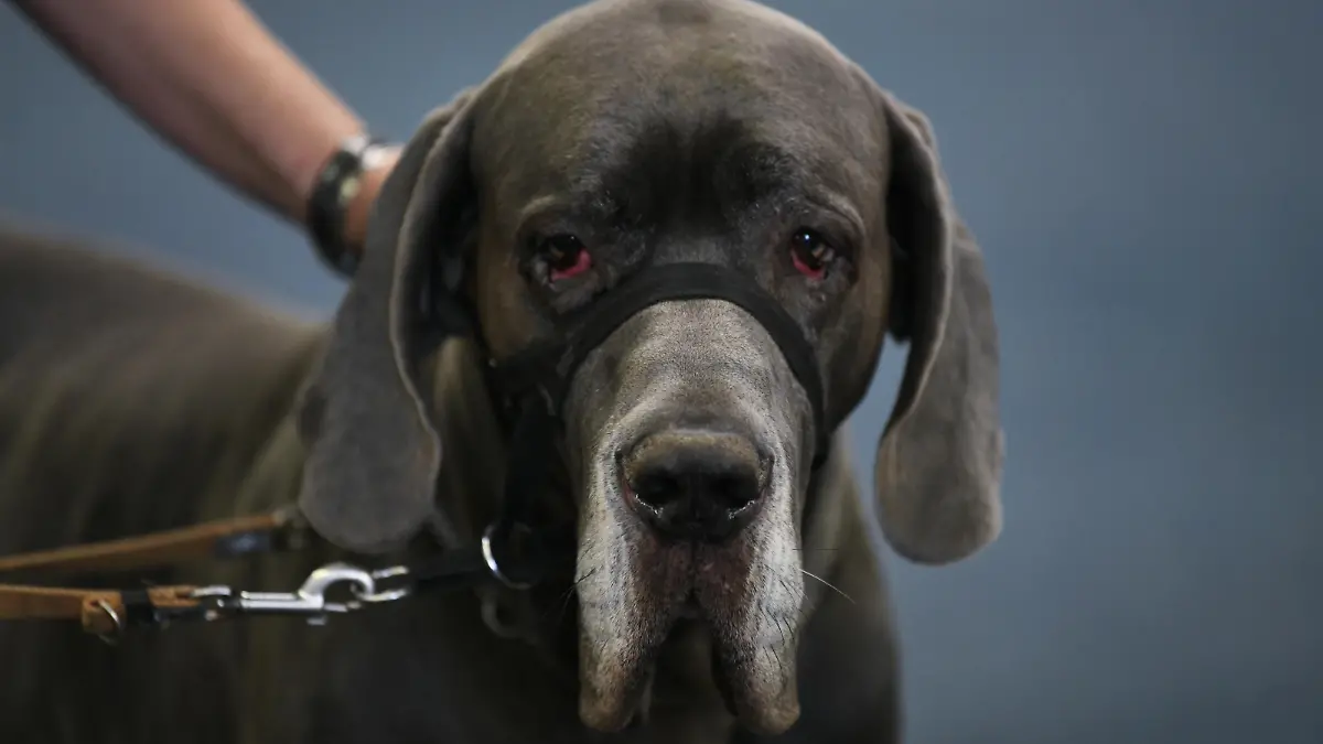 Ein Hund der Rasse Deutsche Dogge sitzt am 16.11.2018 auf der Hund & Pferd Messe in Dortmund (Nordrhein-Westfalen) und traegt eine Maulschlaufe. Foto: Ina Fassbender | Verwendung weltweit