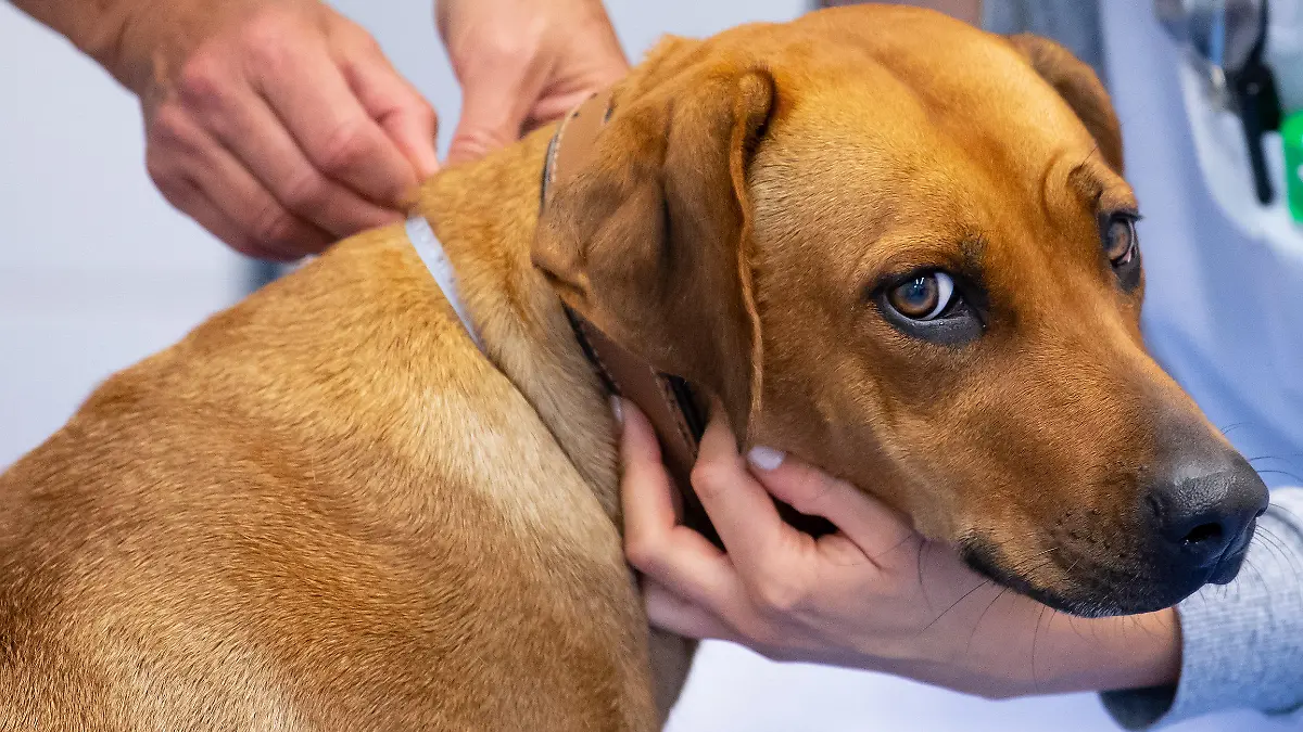 30.09.2020, Bayern, München: Bini, eine dreijährige Rhodesian Ridgeback Hündin, wird an der Kleintierklinik der Münchner Ludwig-Maximilians-Universität (LMU) während einer Spezialsprechstunde für adipöse Hunde und Katzen von zwei Tierärztinnen untersucht und vermessen. Foto: Sven Hoppe/dpa +++ dpa-Bildfunk +++
