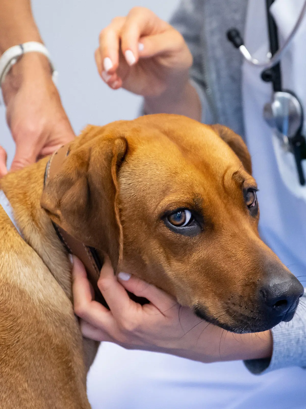 30.09.2020, Bayern, München: Bini, eine dreijährige Rhodesian Ridgeback Hündin, wird an der Kleintierklinik der Münchner Ludwig-Maximilians-Universität (LMU) während einer Spezialsprechstunde für adipöse Hunde und Katzen von zwei Tierärztinnen untersucht und vermessen. Foto: Sven Hoppe/dpa +++ dpa-Bildfunk +++