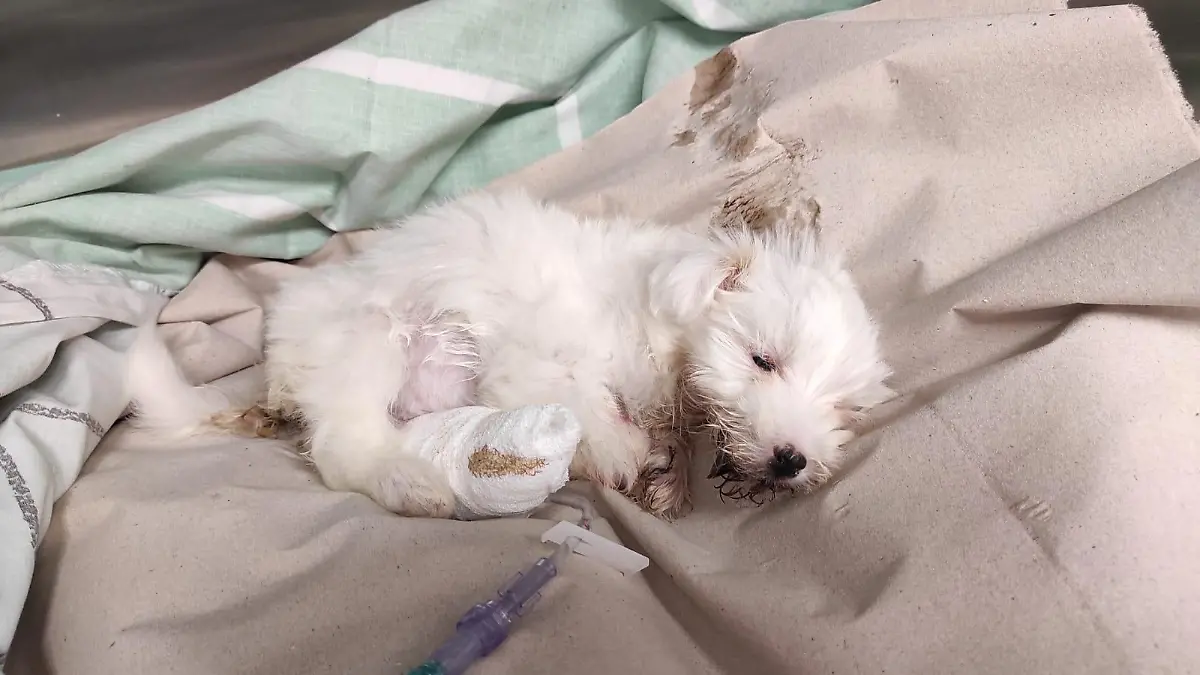 Hund liegt mit einem Gipsbein auf einer Decke