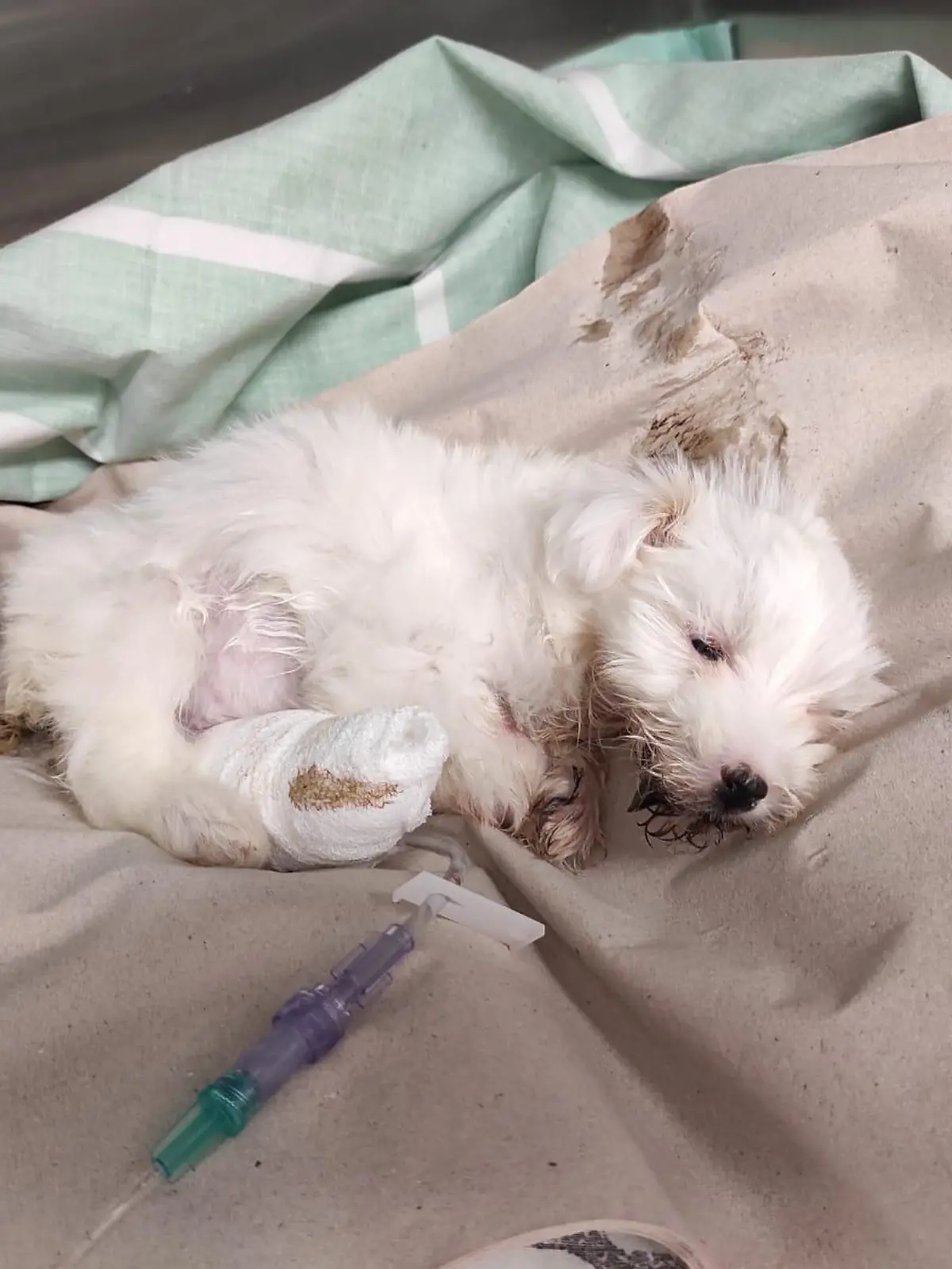 Hund liegt mit einem Gipsbein auf einer Decke