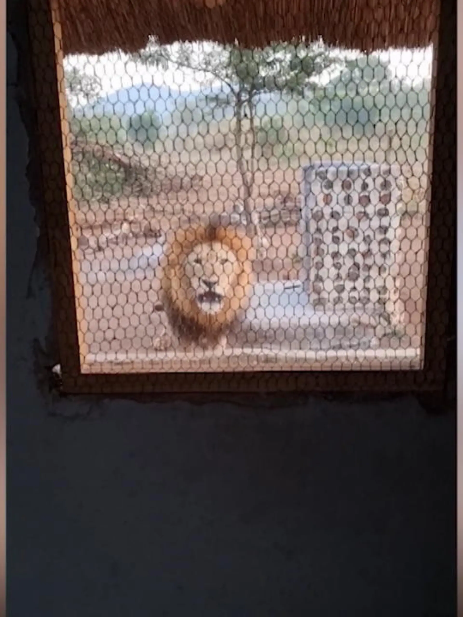 Bild zu: "Löwe brüllt durch Küchenfenster"