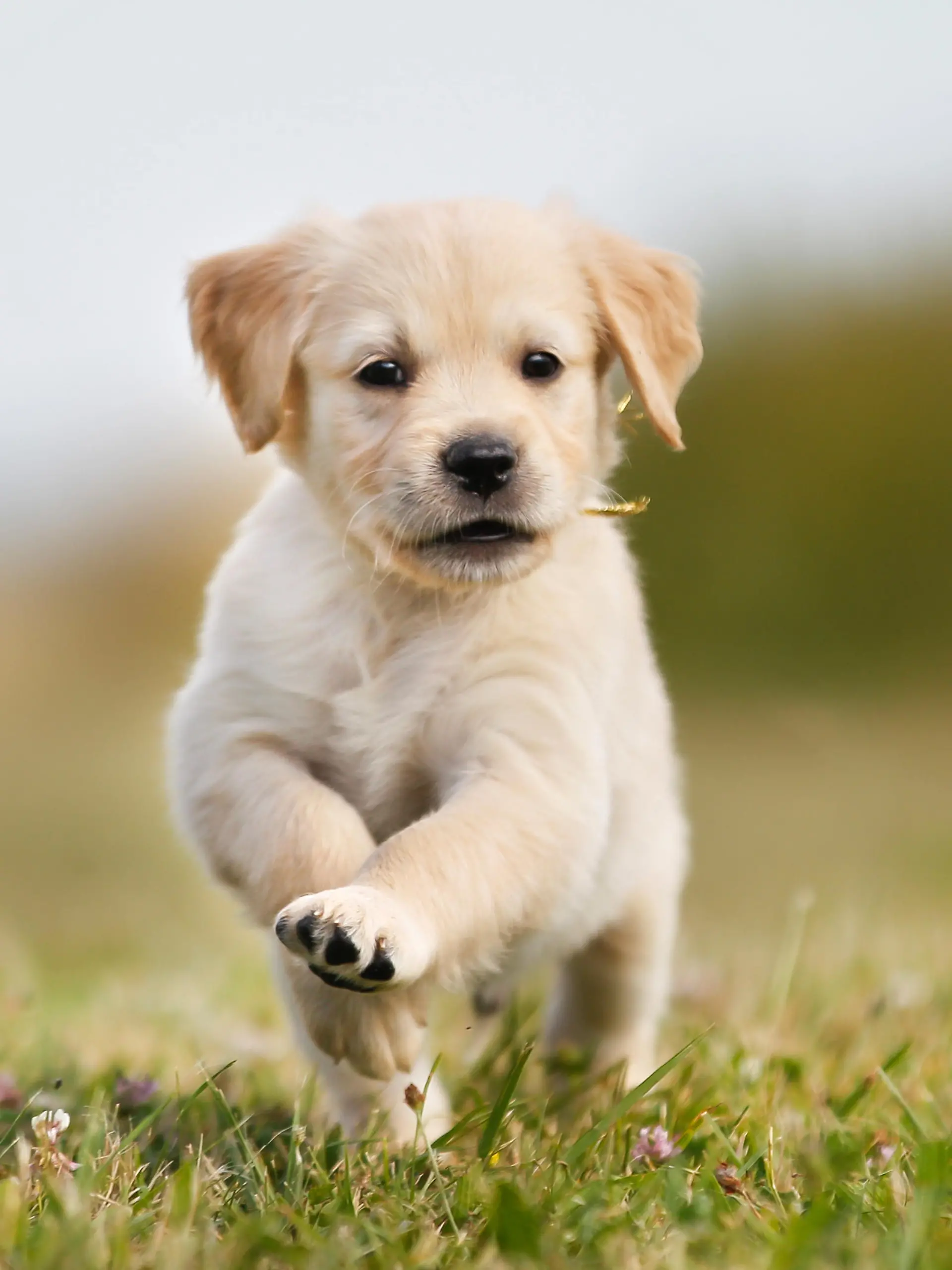 Seven week old golden retriever puppy outdoors on a sunny day.