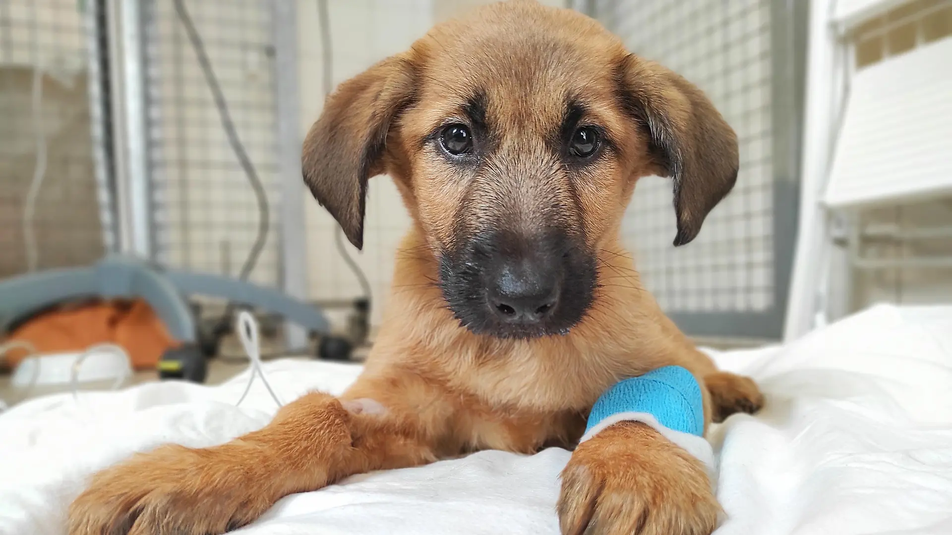 Hund Lulu schaut in die Kamera.