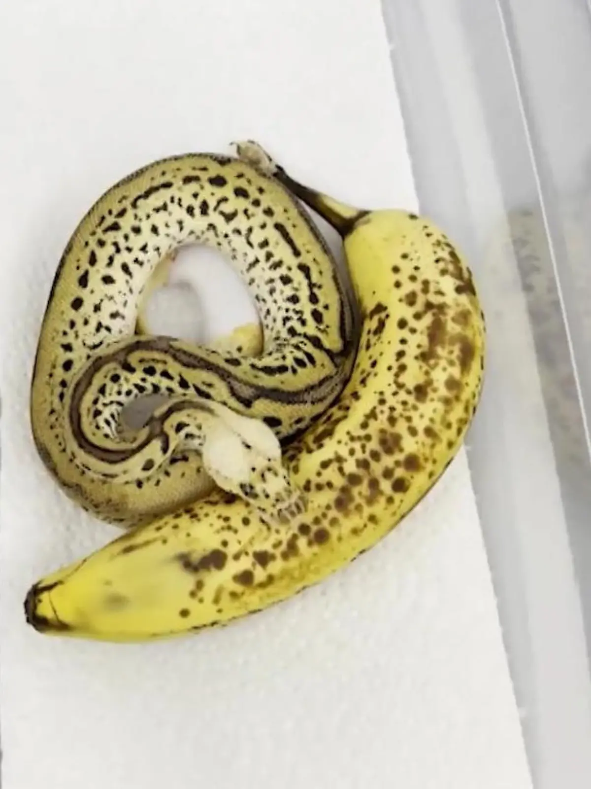 Die beiden Objekte sehen sich zum Verwechseln ähnlich. Doch aufgepasst! Hinter einer der vermeintlichen Bananen verbirgt sich eine Schlange.