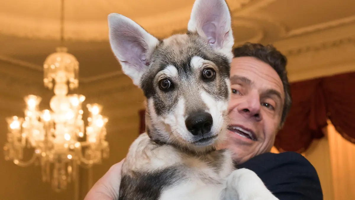 In this Feb. 12, 2018 photo provided by the Office of Gov. Andrew Cuomo, the governor holds his new dog "Captain" during a conference of mayors in Albany, N.Y. The 14-week dog is a Siberian-shepherd mix, with some Malamute thrown in. (Mike Groll/Office of Governor Andrew M. Cuomo via AP)