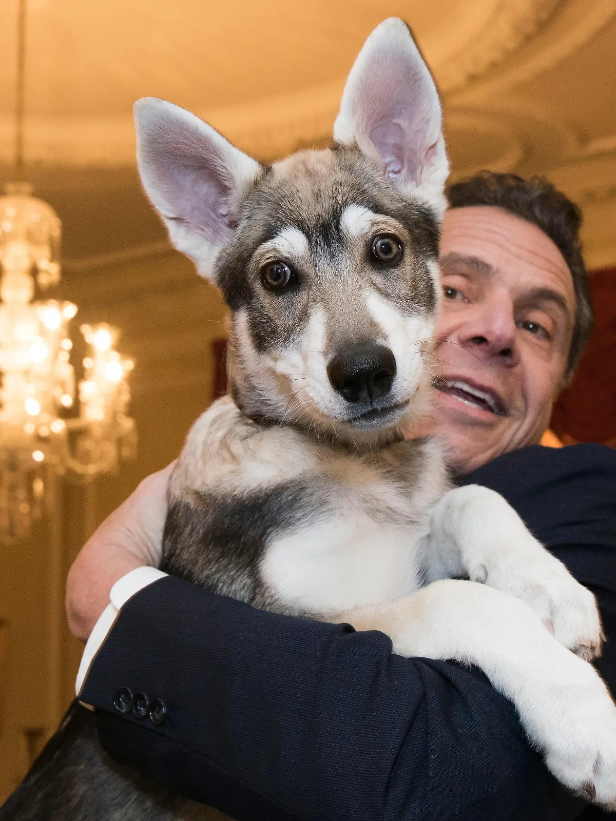 In this Feb. 12, 2018 photo provided by the Office of Gov. Andrew Cuomo, the governor holds his new dog "Captain" during a conference of mayors in Albany, N.Y. The 14-week dog is a Siberian-shepherd mix, with some Malamute thrown in. (Mike Groll/Office of Governor Andrew M. Cuomo via AP)