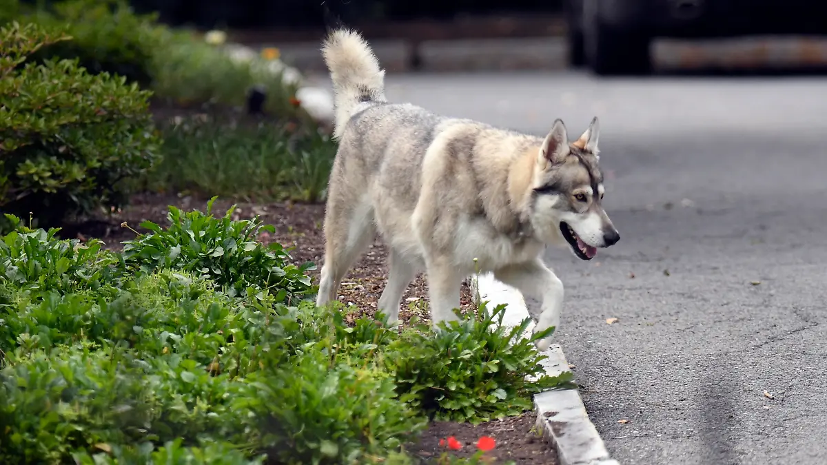 New York's First Dog Captain, a Siberian-Shepherd-Malamute, is seen walking at the New York state Executive Mansion Wednesday, Aug. 4, 2021, in Albany, N.Y. (AP Photo/Hans Pennink)