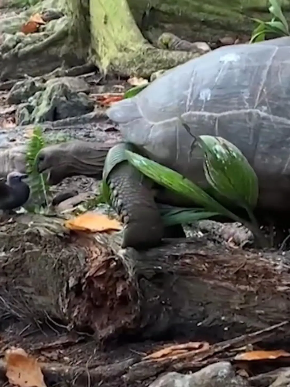 Bild zu: "Schildkröte jagt Vogel in Zeitlupe"