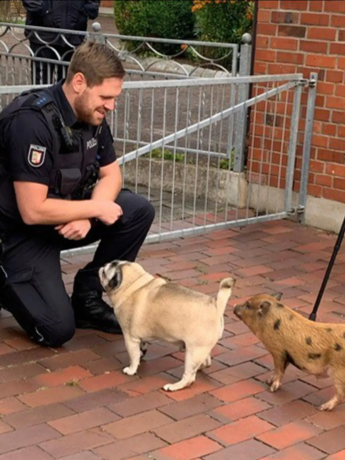 Das nun polizeilich bekannte Schwein ist kaum größer als ein Mops.