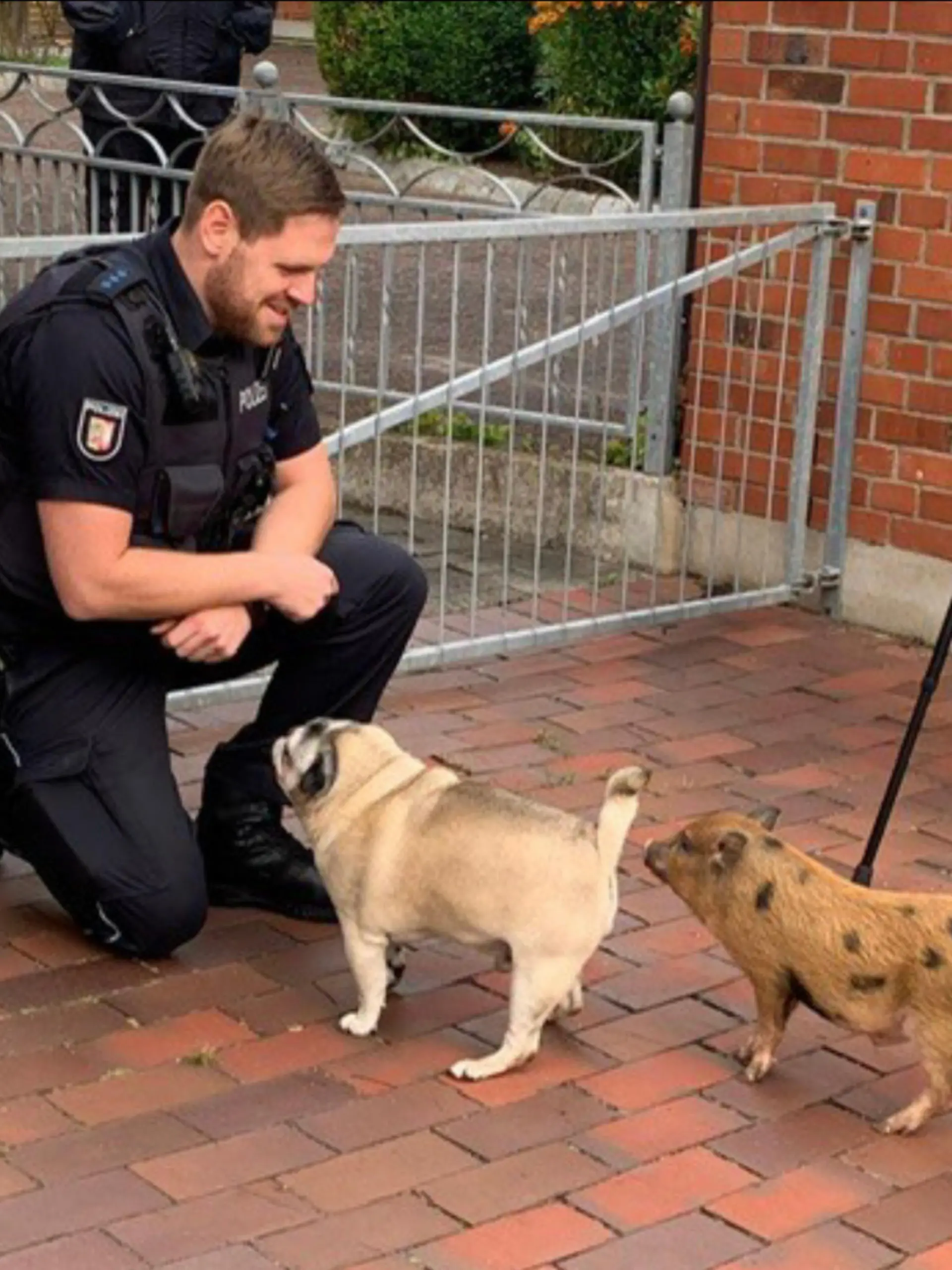 Das nun polizeilich bekannte Schwein ist kaum größer als ein Mops.