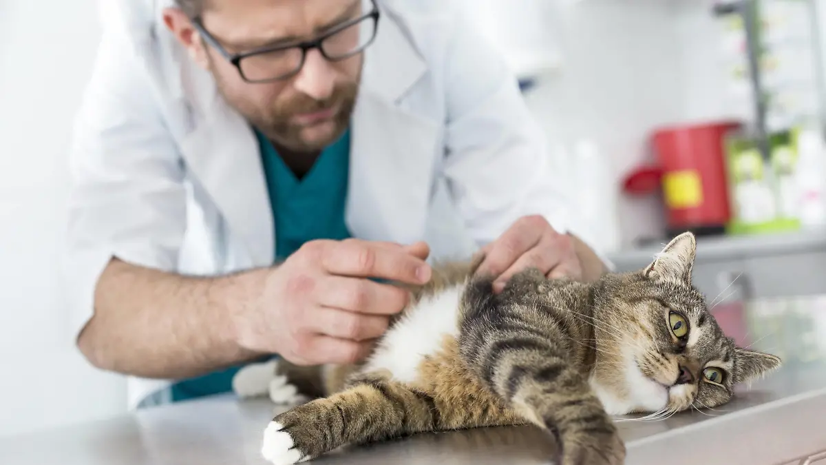Vet examining cat in veterinary clinic model released Symbolfoto property released PUBLICATIONxINxGERxSUIxAUTxHUNxONLY LOF04758
Vet examining Cat in Veterinary Clinic Model released Symbolic image Property released PUBLICATIONxINxGERxSUIxAUTxHUNxONLY LOF04758