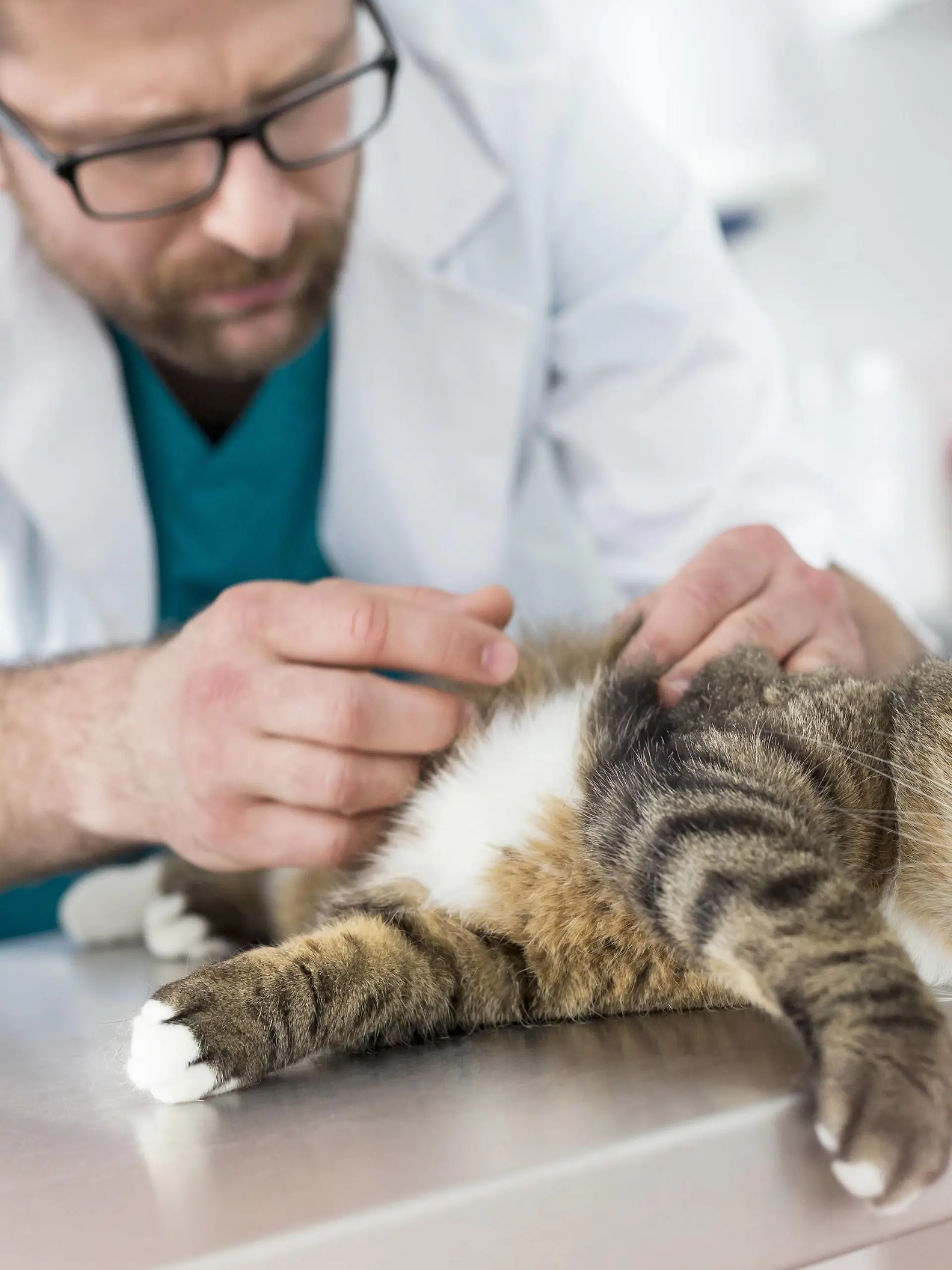 Vet examining cat in veterinary clinic model released Symbolfoto property released PUBLICATIONxINxGERxSUIxAUTxHUNxONLY LOF04758

Vet examining Cat in Veterinary Clinic Model released Symbolic image Property released PUBLICATIONxINxGERxSUIxAUTxHUNxONLY LOF04758  