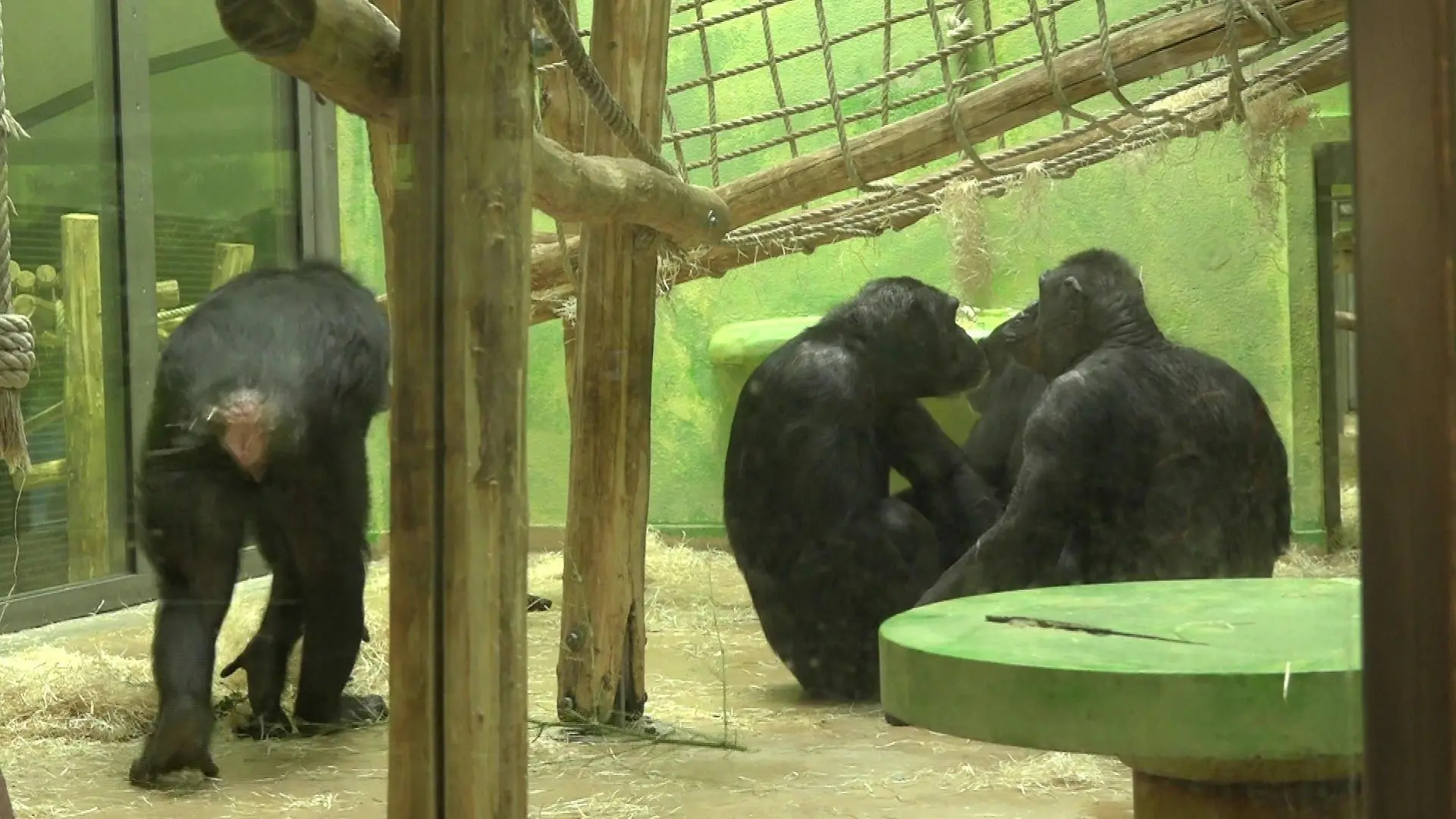 Affen im Zoo Antwerpen