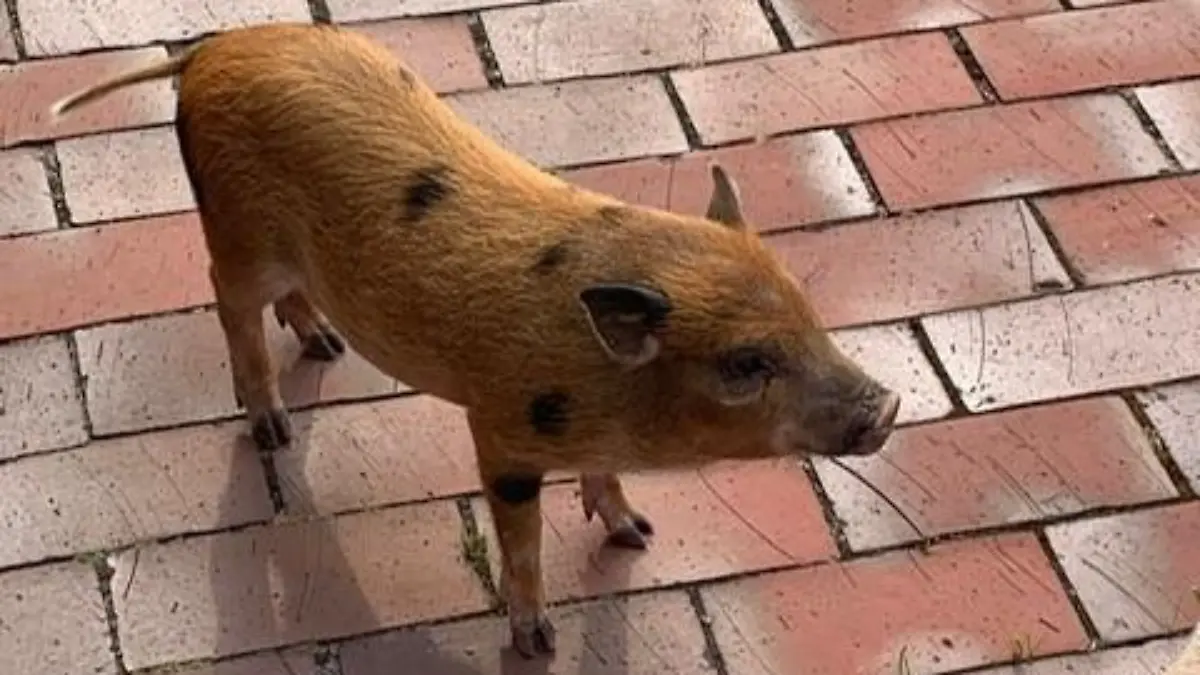 Vermisstes Schwein sorgt für ordentlich Aufruhr.