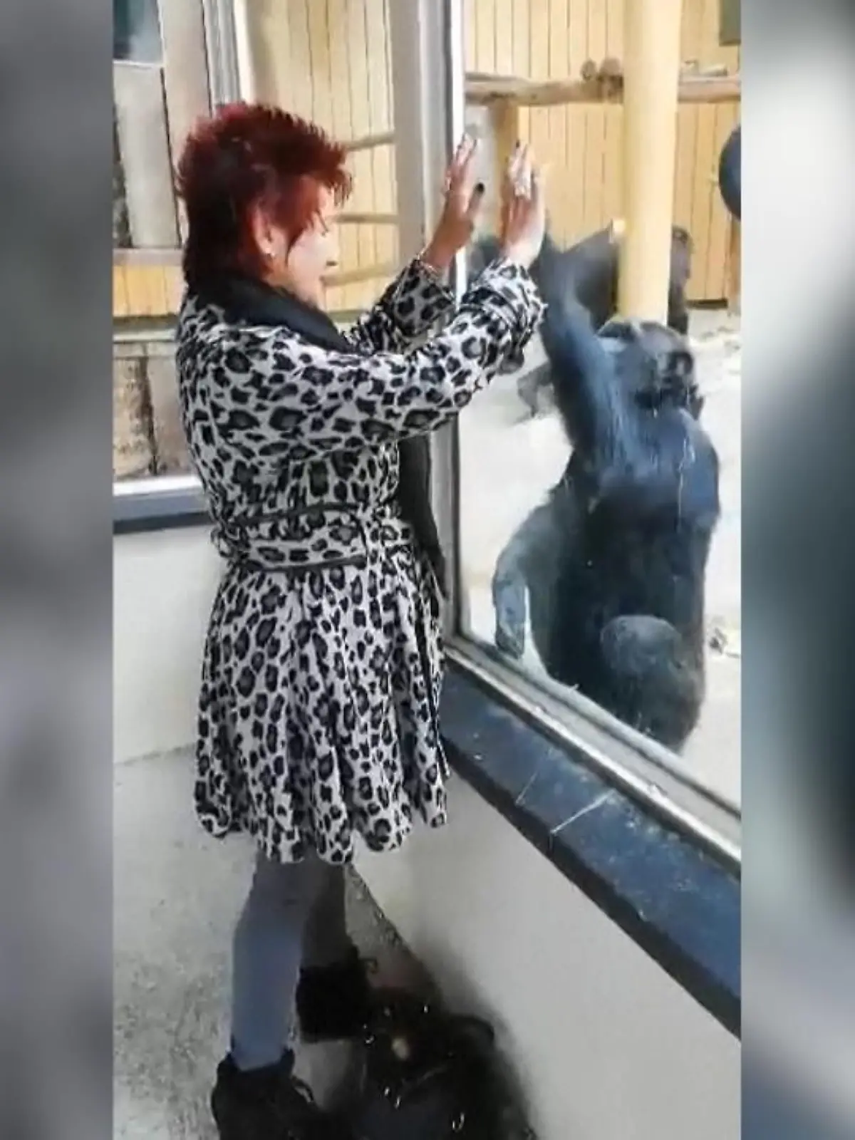 Weil sie eine "enge Beziehung" zu einem Schimpansen hat, darf eine Belgierin das Tier im Antwerpener Zoo nicht mehr sehen. Die Frau besuchte "Chita" öfter, als es der Zoo für gesund hielt. Durch den Kontakt zu Menschen verliere er den Respekt innerhalb der Gruppe und werde öfter in Streit verwickelt, glauben die Tierexperten nach Angaben des Senders VTM.