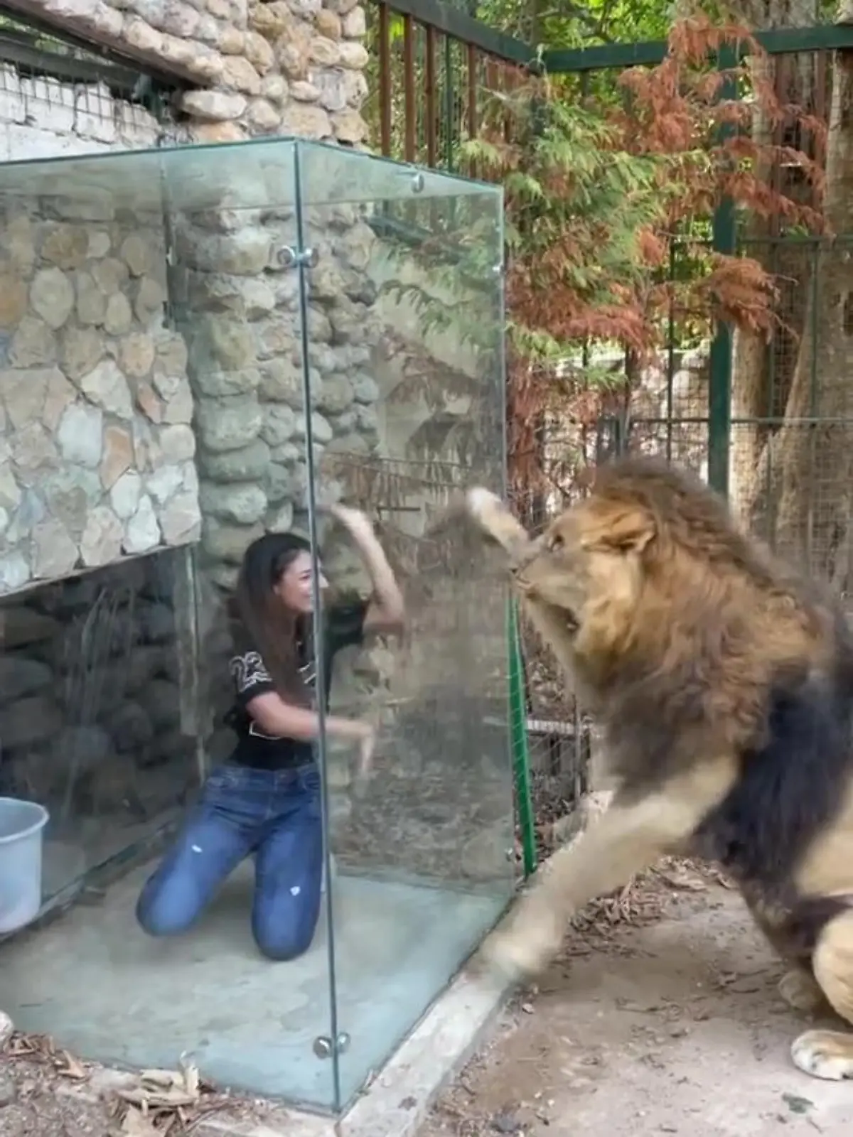 Story from Jam Press (Lion Cruelty)

Pictured: Video grab - Animal City Lebanon's video of a lion being taunted.

Zoo in Lebanon faces furious backlash over ‘CRUEL and ‘DISGUSTING glass viewing box – where visitors get up close and personal with LIONS

A zoo in Lebanon is facing furious backlash online after sharing a clip of visitors viewing a lion through a glass box – which protestors deemed “cruel”.

In the clip, which was filmed at Animal City Lebanon, two women appear to be agitating a lion while standing inside a glass box in the animal’s enclosure.

The lion can be seen clawing ferociously at the glass, presumably in an attempt to reach the women.

They pose for pictures and laugh as the beast roars.

The zoo is promoting it as a “memorable face-to-face encounter” – but the footage was slammed online.

One person said: “This is not cool. The animal is suffering. They are not a sanctuary.”

“So cruel, no fun at all. And those two…I can’t find a word for those…shame on them,” added another viewer.

Someone else commented: “This is heart breaking for me to see. Those people and the people who let this happen are sick to do like this and disrespect these animals.”

“Poor lion! This is stupid,” agreed another user.

Other viewers deemed it “disgusting”, “terrible” and “animal abuse”.

One person added: “This is really f***ed up.”

“Cruel idiots,” agreed someone else.

“It’s all fun and games until the glass breaks,” added another person.

Despite the backlash, the post racked up nearly 10,000 likes, with some viewers left fascinated by the display.

One fan said: “Wow manifique.” [sic]

“I need to go there,” someone else commented.

Another person added: “OMG!! I would got heart attack if I had this situation.” [sic]

ENDS