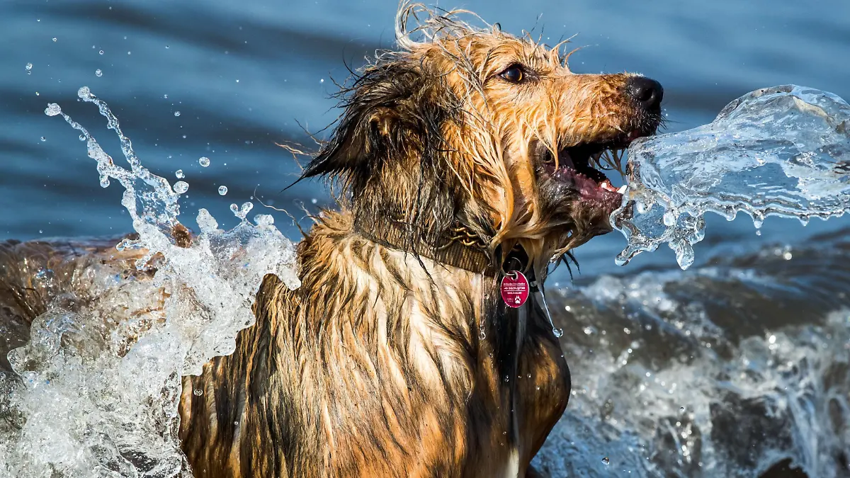 Mischlingshund Frida tobt am 23.09.2016 in Timmendorf (Mecklenburg-Vorpommern) auf der Insel Poel im Wasser der Ostsee. Bei sonnigem Wetter und Temperaturen zieht es nur noch wenige Urlauber und Tagesgäste an die Küste. Foto: Jens Büttner/dpa | Verwendung weltweit