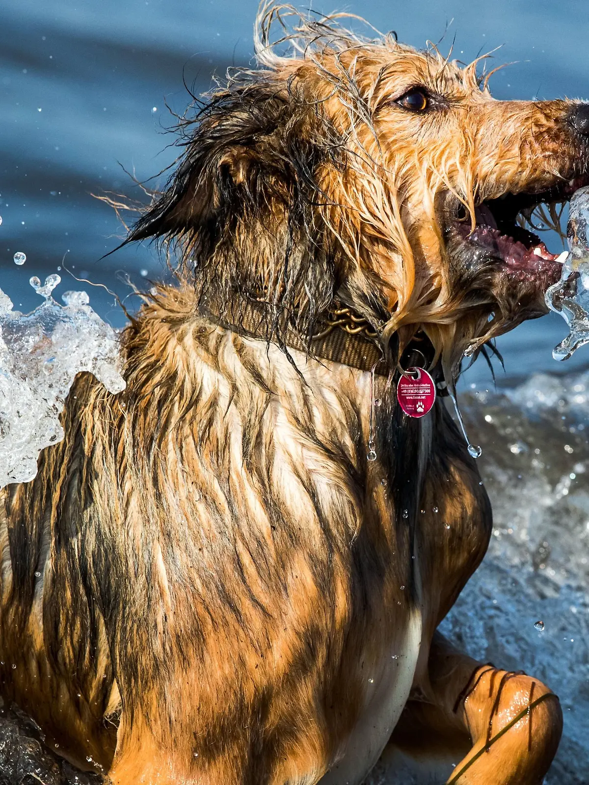 Mischlingshund Frida tobt am 23.09.2016 in Timmendorf (Mecklenburg-Vorpommern) auf der Insel Poel im Wasser der Ostsee. Bei sonnigem Wetter und Temperaturen zieht es nur noch wenige Urlauber und Tagesgäste an die Küste. Foto: Jens Büttner/dpa | Verwendung weltweit