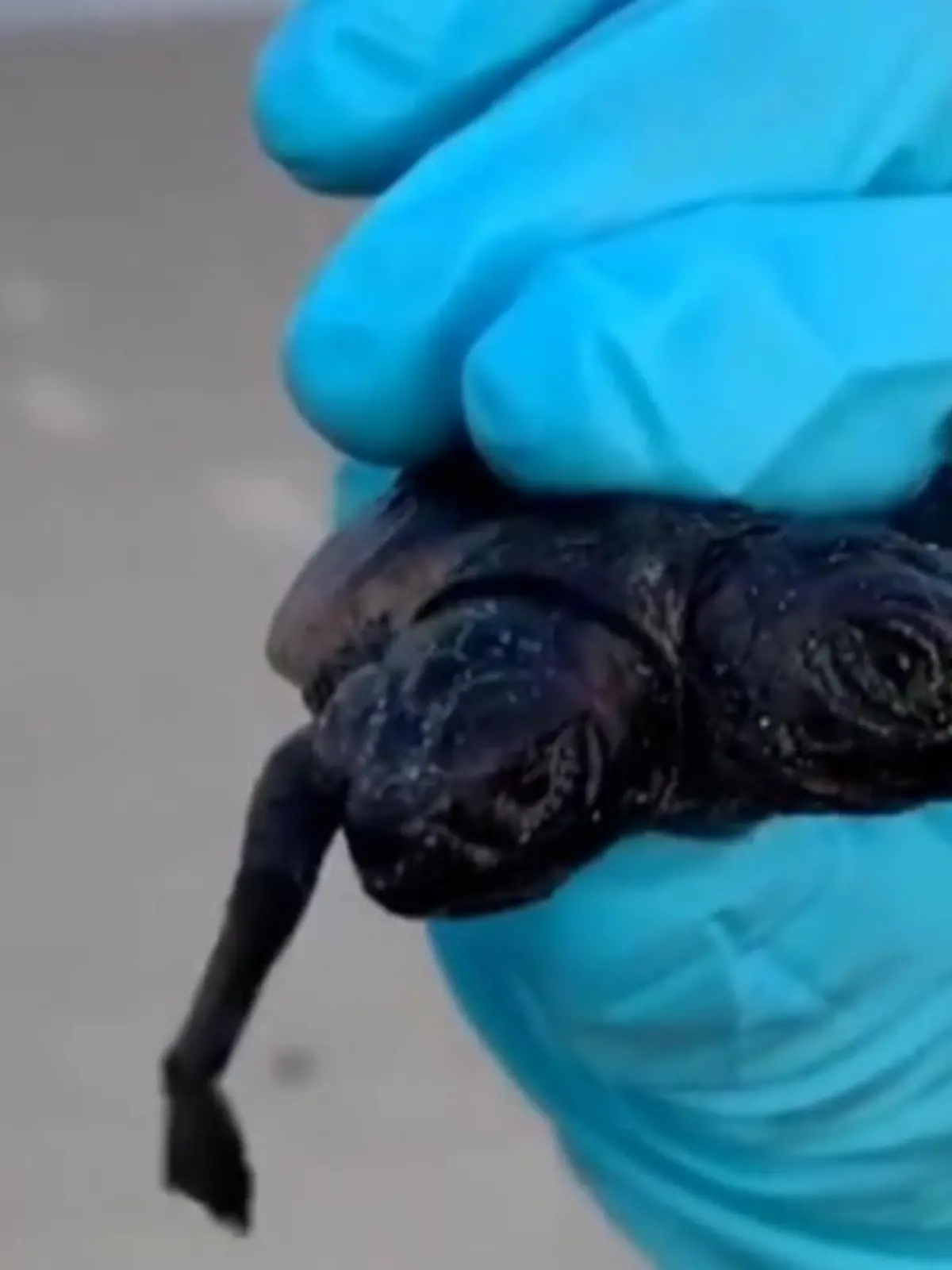 Ein Panzer, aber zwei Köpfe: Dieses sehr seltene Schildkrötenexemplar wurde von Biologen an einem Strand in South Carolina gefunden. Regelmäßig untersucht die Gruppe Nester am Strand - und entdeckten bei einem Routinebesuch dieses vieräugige Reptil.