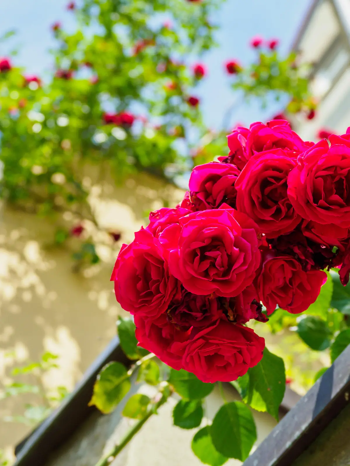 Blühende Rosen hängen am 12.06.2017 in Bamberg (Bayern) unter blauen Himmel von einem Balkon herab. Foto: Nicolas Armer/dpa +++(c) dpa - Bildfunk+++